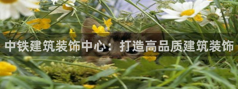 顺盈娱乐招商低判官333OO